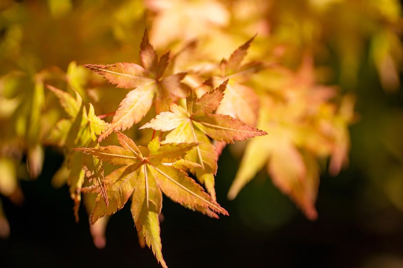 Japanese Maples