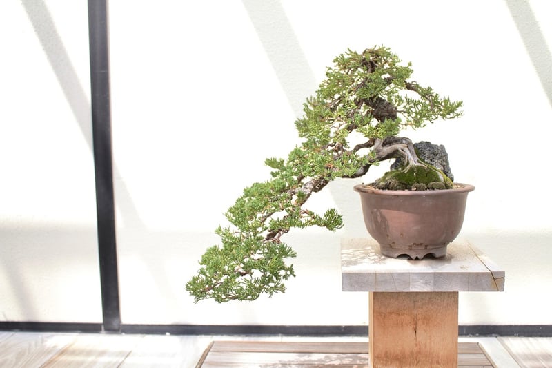 Bonsai Trees
